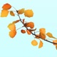 Automne Single