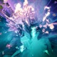Anima EP