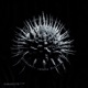 Decaying Memory Single