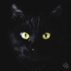 Panthera Single
