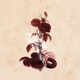 Silver Gold Lillia Betz Remix Single