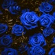 Blue Roses feat Bre Ish Single