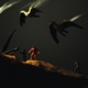 FOWL Single