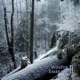 Winter Embrace II