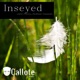 Inseyed Single