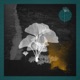 Eternal Roots Single