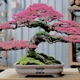 bonsai Single