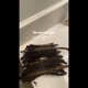 No Dreads Single