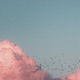 Birds Single