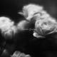 Hidden Garden Single