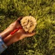 The Last Great American Summer