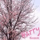 Blossom Single