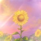 MY SUNNY Single