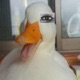 Duck Duck Dooze feat CoolXD312 GayLuigi Single