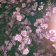 blume Single