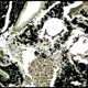 Breathing Organisms Single