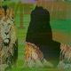 NIEODWAGA Single