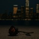 Burnt Roses Single