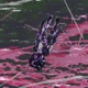 Voices Single