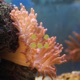 Anemone
