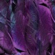 Purple Single