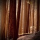 Forest of Light Single