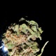 Smoke Chill Single