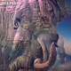 Wonderful Elephant Single