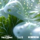 Perception feat Tonik Single
