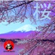 Sakura Single