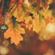 Colorful Leaves Single