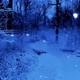 northern forest Single