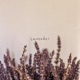 Lavender Single