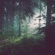 Forest Clearing Single