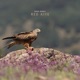 Red Kite Single