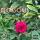 Blossoms Single