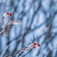 Memories of a Winter Day EP