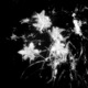 flowers Single