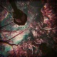 Everything Is Perfect in Narnia Single