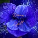 Dream Spell Single