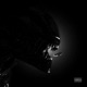Xeno1 EP