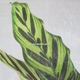 Calathea Single
