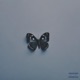 Cold Love