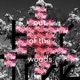 Out of the Woods Single