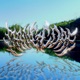 Pangcore Single