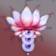 Lotus Single