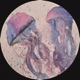 JELLYFISH Single