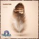 Carumba Single