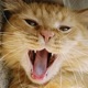 RAWR Single