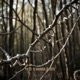 Roots Single